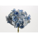 Hortensia Altona H48cm Bleue