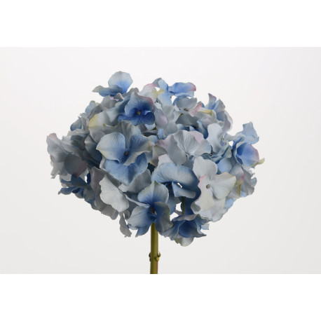 Hortensia Altona H48cm Bleue