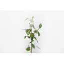 Eucalyptus Populus H83cm Vert