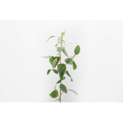 Eucalyptus Populus H83cm Vert