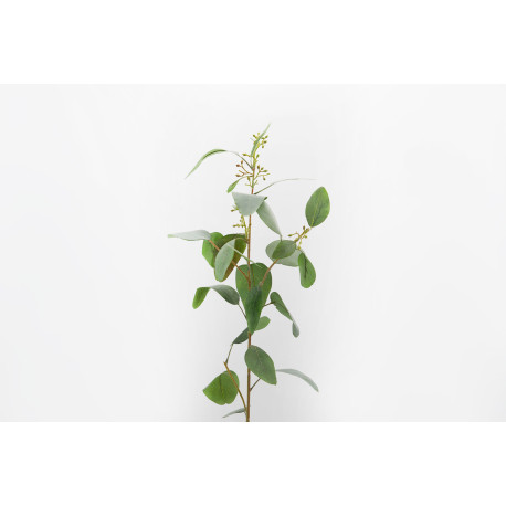 Eucalyptus Populus H83cm Vert
