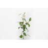 Eucalyptus Populus H83cm Vert
