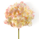 Hortensia Altona H48cm Crème/Rose