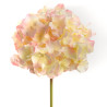 Hortensia Altona H48cm Crème/Rose