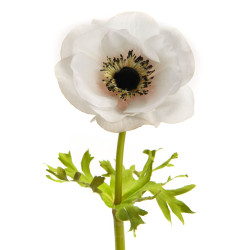 Anémone Couronne Reality...