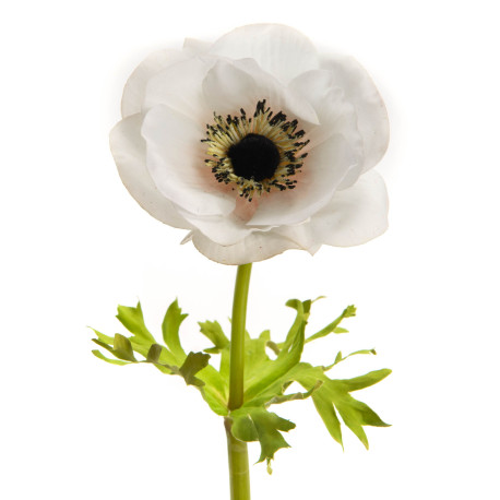 Anémone Couronne Reality H44cm Blanc