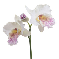 Cattleya LaeliaX3 H28cm...