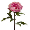 Pivoine Coral Reality H56cm Rose