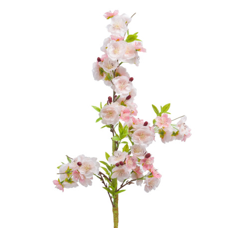 Cerisier Cerasifera H81cm Crème/Rose